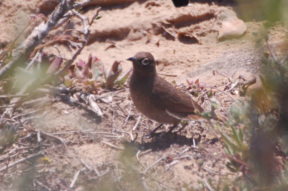 dal Sud Africa: Bulbul del Capo (Pycnonotus capensis)